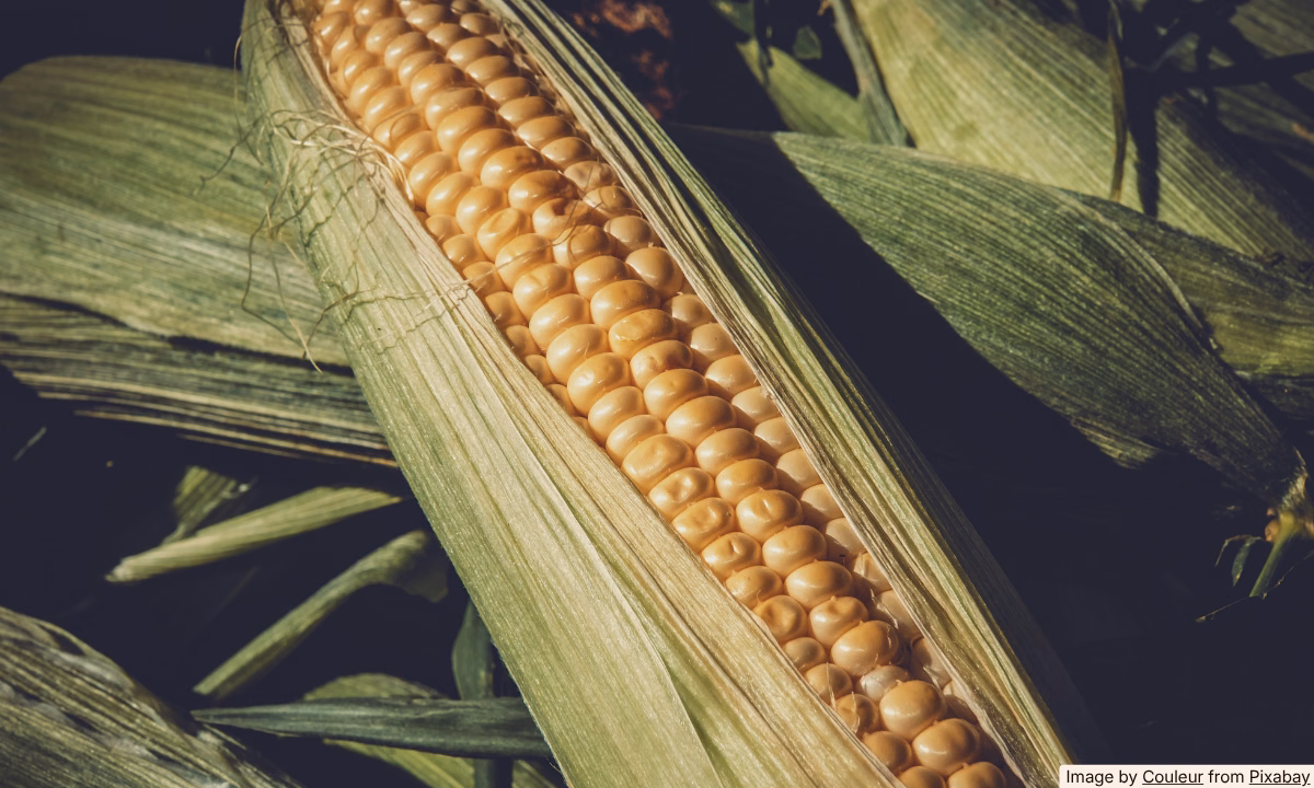 How to Store Fresh Corn So It Stays Sweet (Not Starchy)