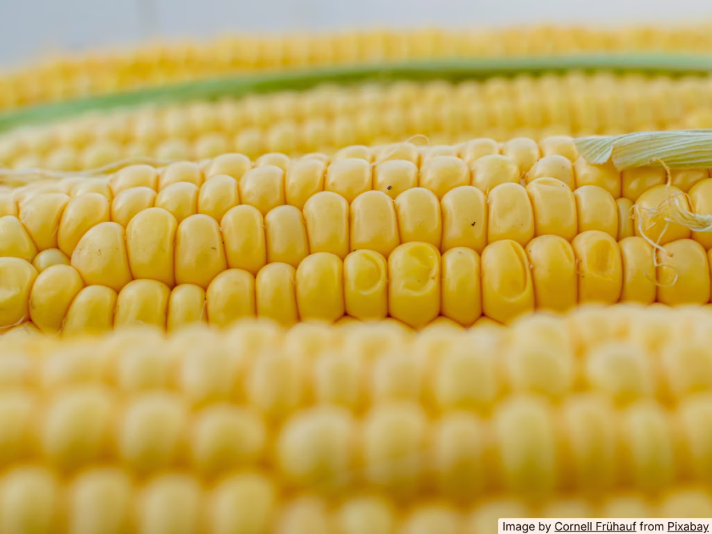 Ears of fresh corn on the cob stored in husks inside a refrigerator crisper drawer