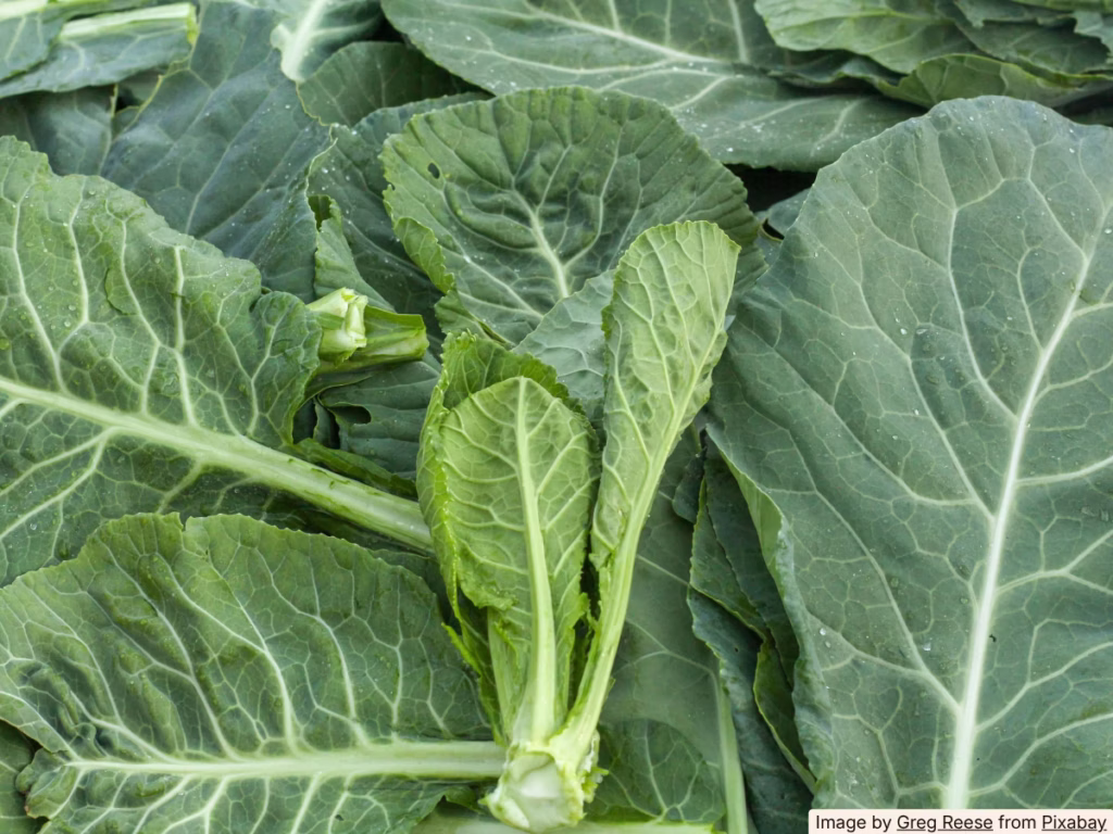 Pot of braised collard greens with apple cider vinegar, classic Juneteenth make-ahead side dish