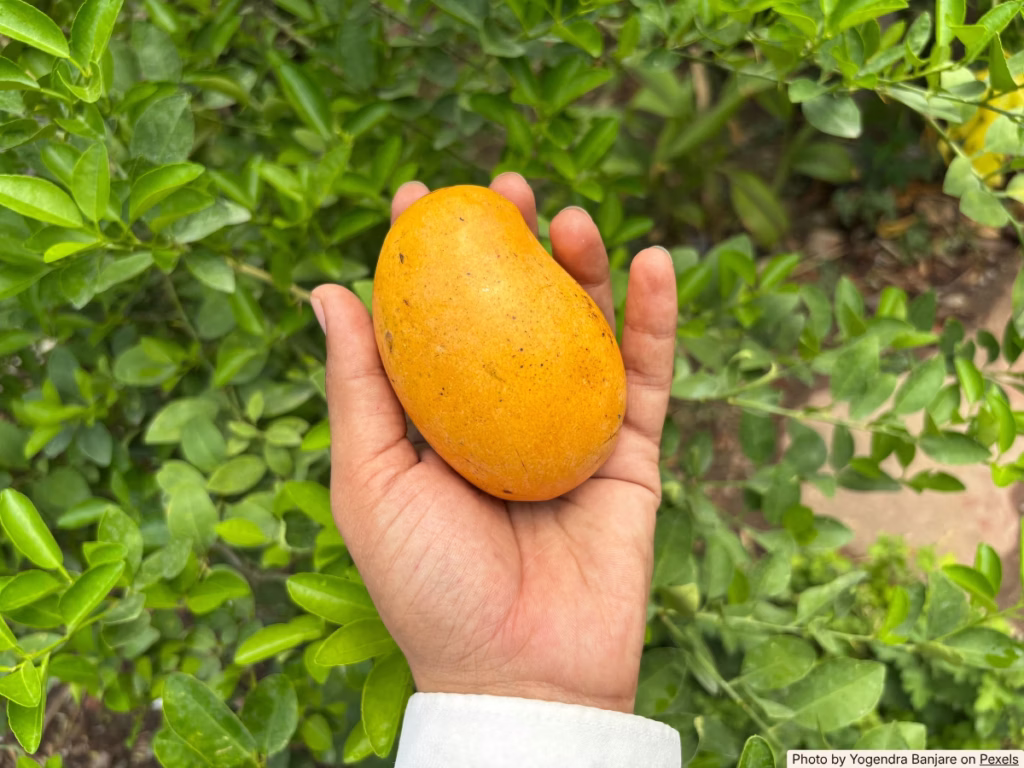 Hand gently pressing a ripe mango to test ripeness on a bright kitchen counter
