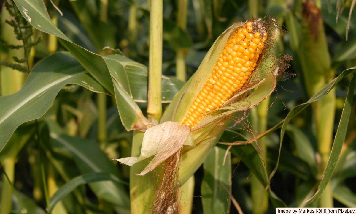 How to Tell If Corn on the Cob Has Gone Bad