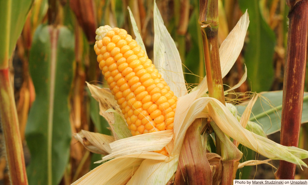 Got Leftover Corn on the Cob? Try These 5 Ideas